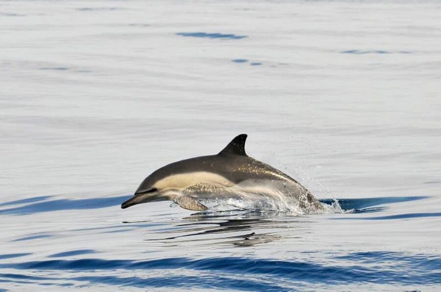 Gibraltar Dolphins Watching Day Trip from Seville - Is $128 good value?