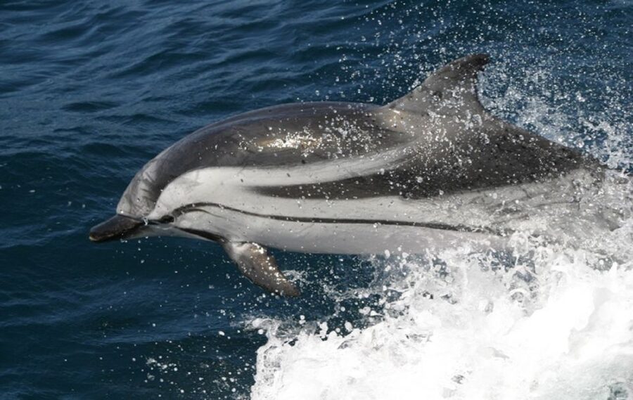 Gibraltar Dolphins Watching Day Trip from Seville - Who will enjoy this day trip most?