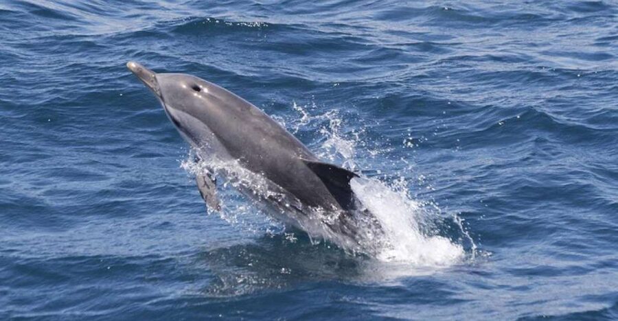Gibraltar Dolphins Watching Day Trip from Seville - Leaving Seville for Tarifa