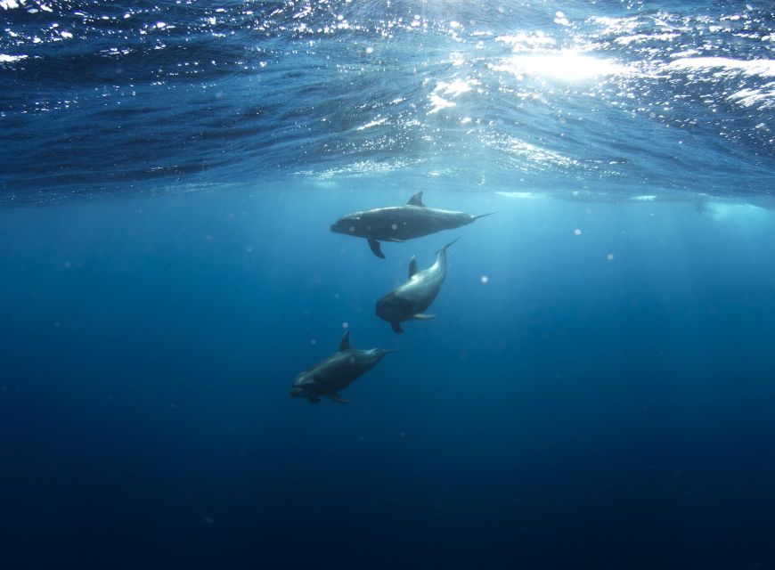 Golfo Aranci: Dolphin Watching and Snorkeling Boat Tour - Key points before you book