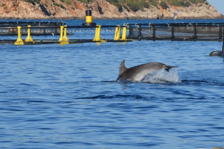 Golfo Aranci: Dolphin Watching and Snorkeling Boat Tour - Cala Moresca and the fish below