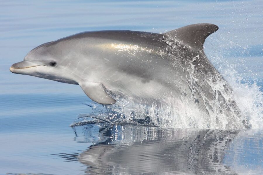 Golfo Aranci: Eco-Friendly Dolphin Watching Boat Trip - From the Golfo Aranci shop to the open water