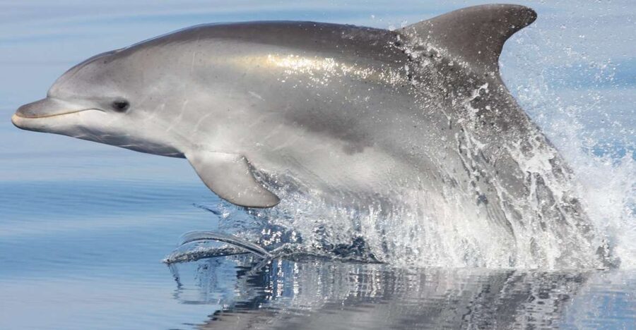 Golfo Aranci: Eco-Friendly Dolphin Watching Boat Trip - Watching the pod without turning it into a circus