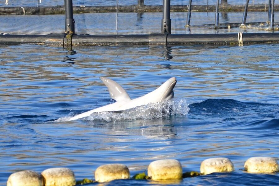 Golfo Aranci: Eco-Friendly Dolphin Watching Boat Trip - What the $41 price really buys you