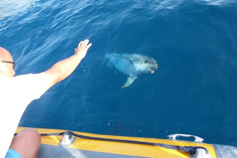 Golfo Aranci: Eco-Friendly Dolphin Watching Boat Trip - Small things that make the outing better