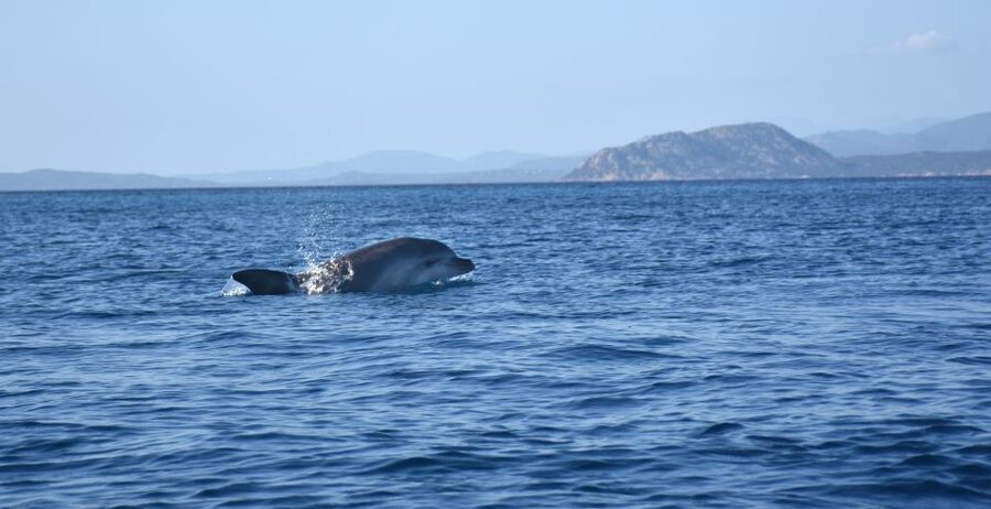Golfo Aranci: Kayak Tour with Dolphins and Aperitif - Guides who make the difference