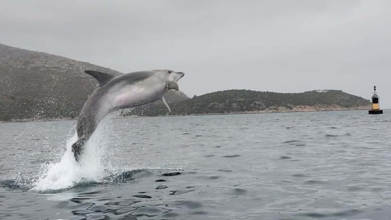 Golfo Aranci:Small group, german guided Kayak tour&Dolphins - Morning, sunset, or changing weather