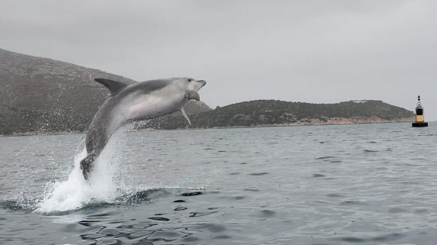 Golfo Aranci: Small group Kayak tour with Aperitif &dolphins - Isola di Figarolo and the Sardinian snack