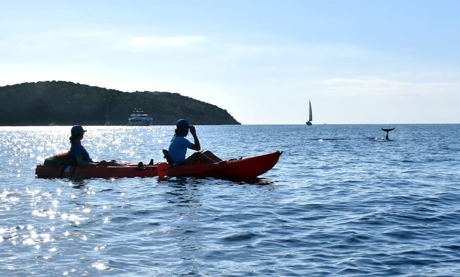 Golfo Aranci: Sunrise Dolphin Kayak Tour with Breakfast - Who should book this morning on the water?