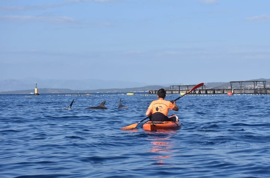 Golfo Aranci: Sunrise Dolphin Kayak Tour with Breakfast - Why the early start matters in Golfo Aranci