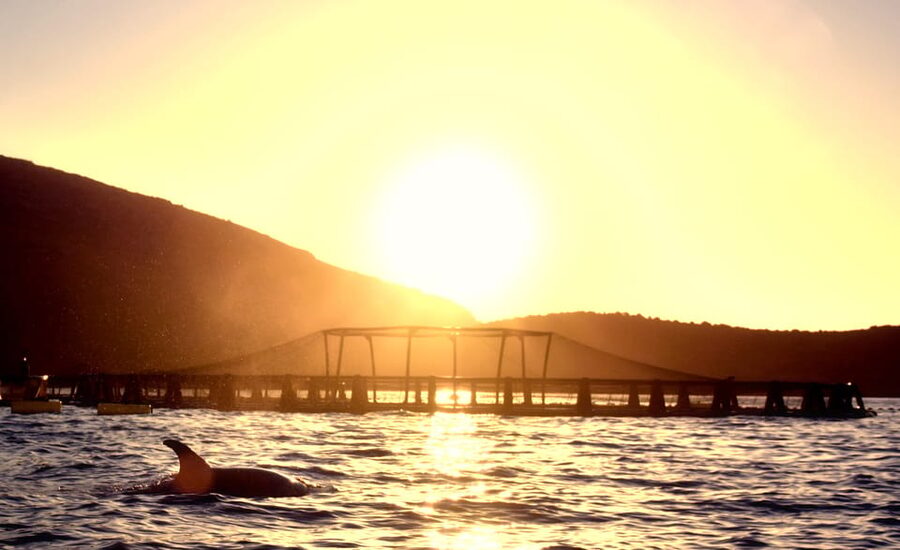 Golfo Aranci: Sunrise Dolphin Kayak Tour with Breakfast - Dolphin watching near the offshore fish farm