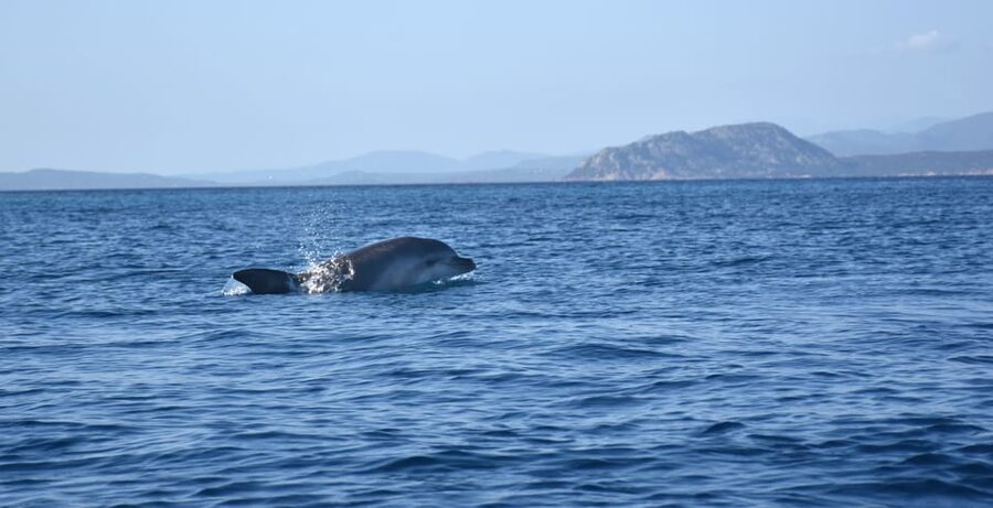 Golfo Aranci: Sunrise Dolphin Kayak Tour with Breakfast - What the $71 price includes