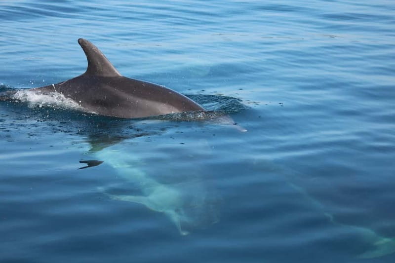 Golfo Aranci: Sup with dolphins, aperitif & photo shoot - What this Golfo Aranci paddleboard trip is really like