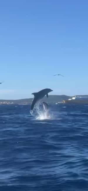 Golfo Aranci tour SUP Paddleboard Dolphin watching, aperitif - Key points to know before you book