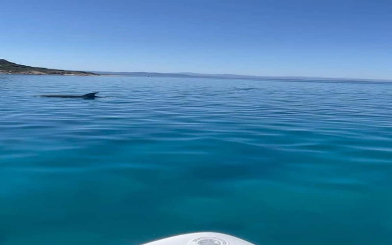 Golfo Aranci tour SUP Paddleboard Dolphin watching, aperitif - Why this Golfo Aranci SUP trip is worth considering