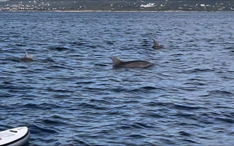 Golfo Aranci tour SUP Paddleboard Dolphin watching, aperitif - Cala Moresca brings the first open-water views