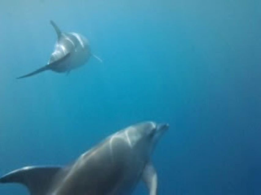 Golfo Aranci tour SUP Paddleboard Dolphin watching, aperitif - Breakfast or aperitif on the water