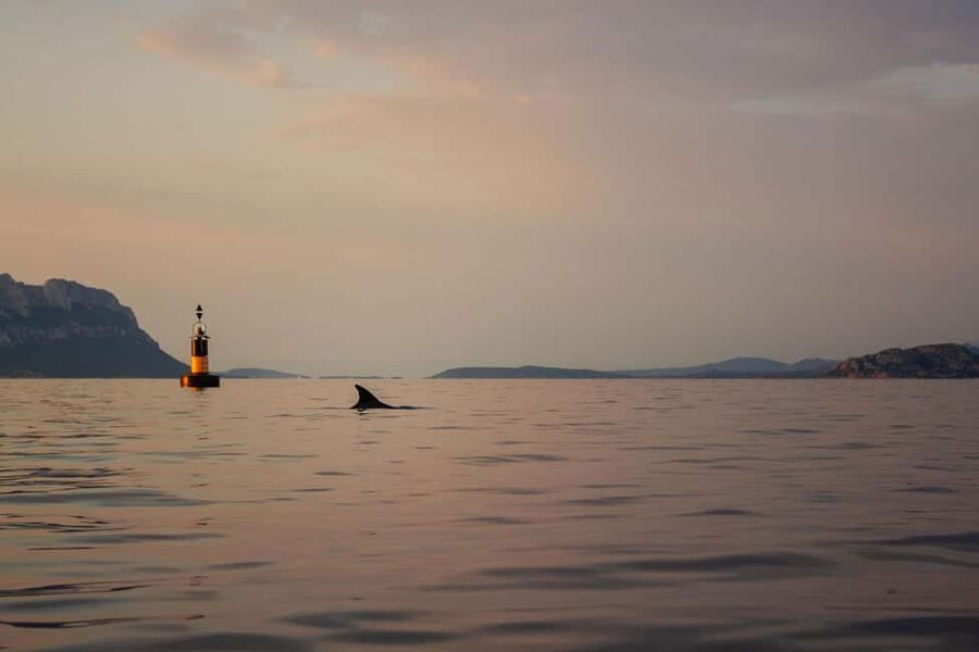 Golfo Aranci: traditional or transparent kayaks, dolphins, and aperitifs - Choosing between transparent and traditional kayaks