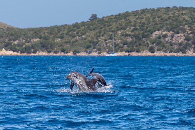 Golfo di Olbia and Dolphins Island Private Boat Tour - Leaving Olbia aboard a 7.5-meter speedboat