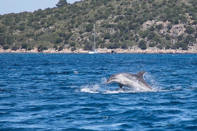 Golfo di Olbia and Dolphins Island Private Boat Tour - Tavolara, Molara, and the coast south of Olbia