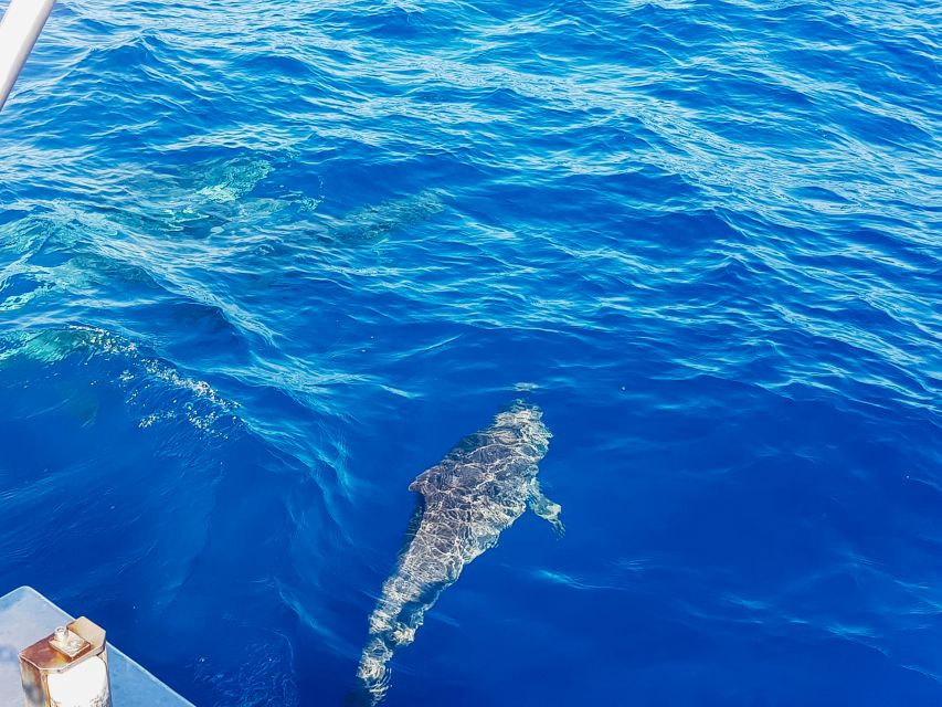 Gran Canaria: Catamaran Dolphin Watch Cruise with Snorkeling - The coastal swimming stop