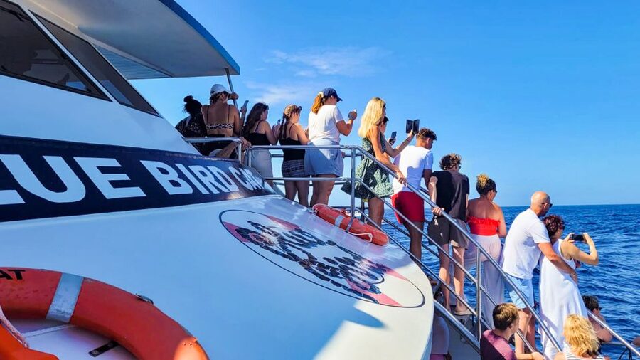 Gran Canaria: Catamaran Dolphin Watch Cruise with Snorkeling - Who will enjoy this cruise most?