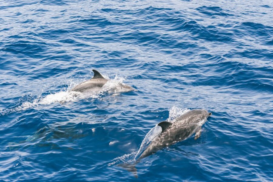 Gran Canaria: Dolphin and Whale Watching Cruise - Should you book the Gran Canaria dolphin cruise?