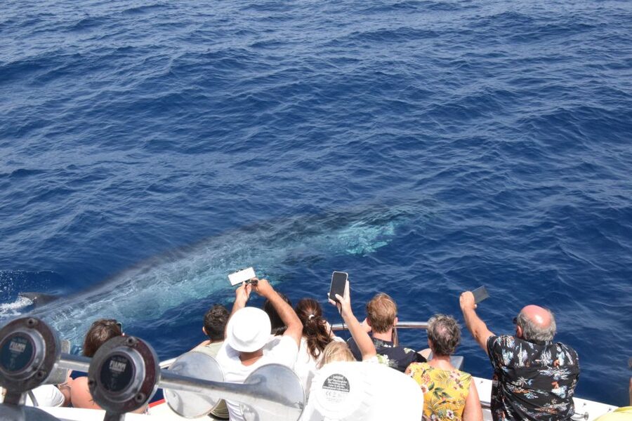 Gran Canaria: Dolphin and Whale Watching Cruise - Why wild dolphins are worth the boat ride