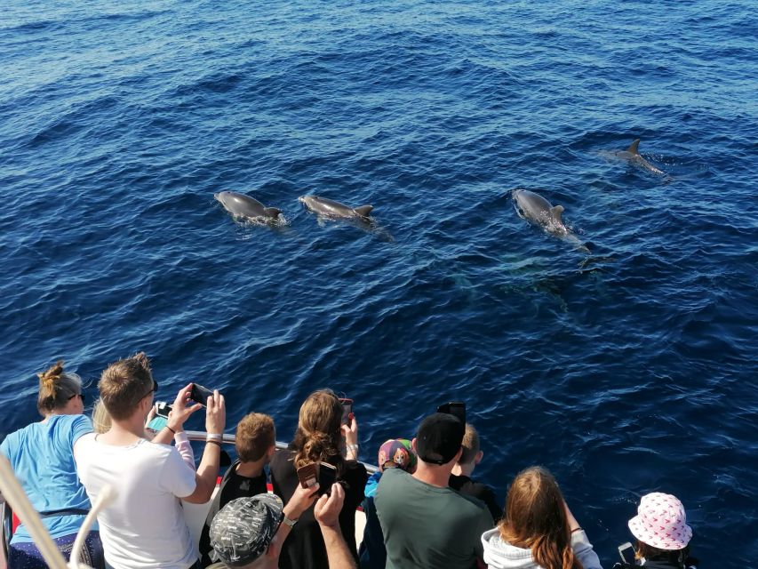 Gran Canaria: Dolphin and Whale Watching Cruise - Guides who add value to the search