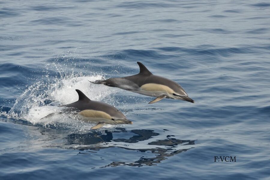 Gran Canaria: Dolphin and Whale Watching Cruise - Rough water, hot sun, and motion sickness