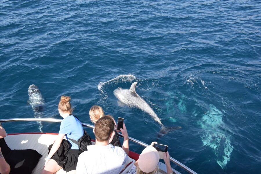 Gran Canaria: Dolphin and Whale Watching Cruise - Is $41 good value?