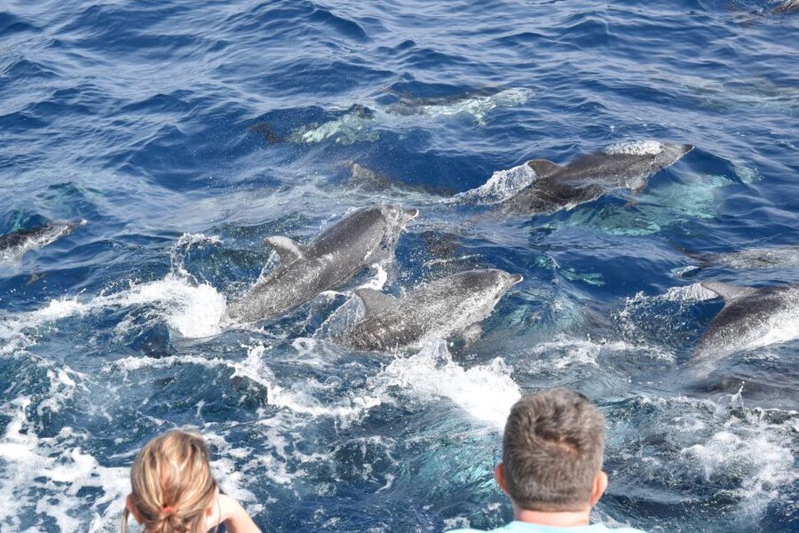 Gran Canaria: Dolphin and Whale Watching Cruise - How to make the most of your morning