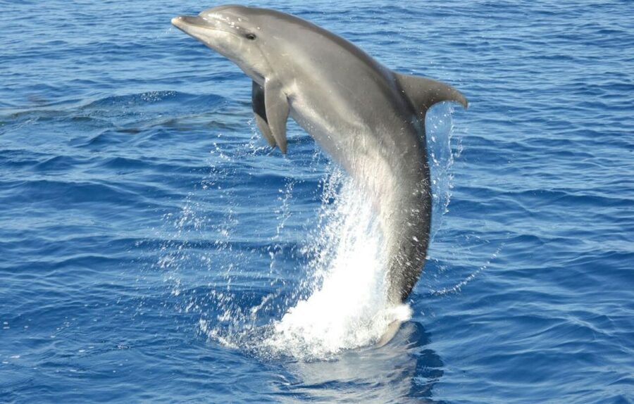 Gran Canaria: Dolphin and Whale Watching Cruise - Who will enjoy this cruise most