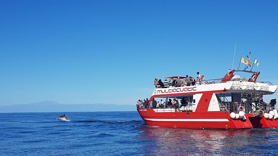 Gran Canaria: Dolphin and Whale Watching Cruise - What happens during the 150-minute cruise