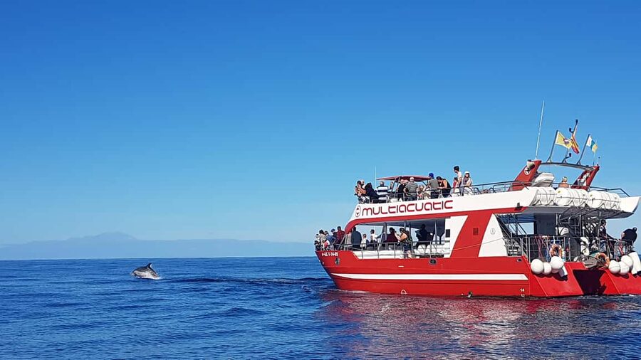 Gran Canaria Dolphin Safari and a swim - Key points at a glance
