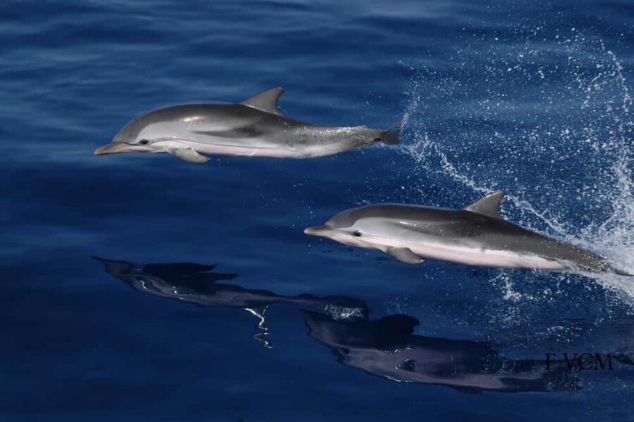 Gran Canaria Dolphin Safari and a swim - Wildlife watching with the right expectations