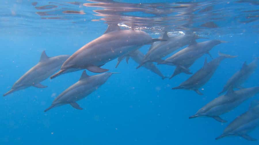 Grande Riviere Noire: Boat Tour and Swimming with Dolphins - Setting out from La Balise in Black River
