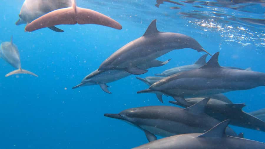 Grande Riviere Noire: Boat Tour and Swimming with Dolphins - Why the sunrise departure matters