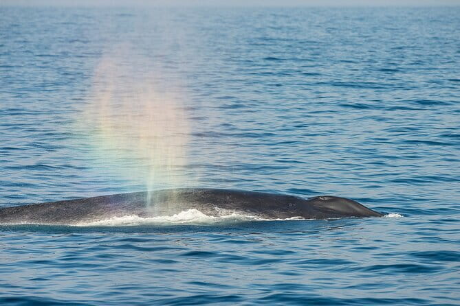Great Whales Education Programe Dolphins and Whales are in SL - Why this Matara program is worth your time