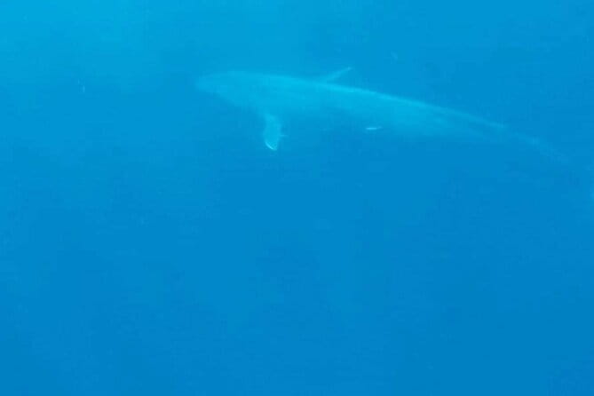 Great Whales Education Programe Dolphins and Whales are in SL - The first part: how whale watching began in Sri Lanka