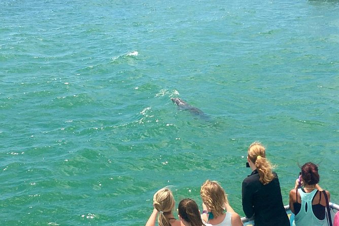 Guaranteed Dolphin Sighting Tour on Tropics Boat Tours - Leaving from 25 Causeway Boulevard