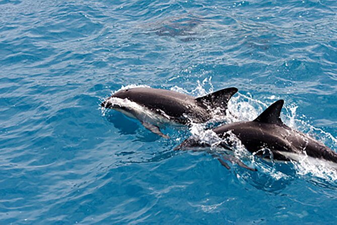 Guaranteed Dolphin Sighting Tour on Tropics Boat Tours - Clearwater Beach views and celebrity homes