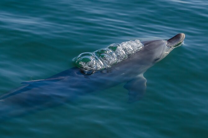 Guided Dolphin Eco-Cruise in Koombana Bay - The vessel, viewing space, and group size