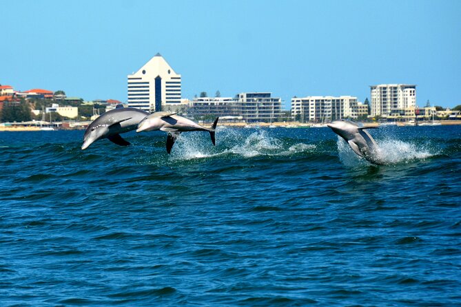 Guided Dolphin Eco-Cruise in Koombana Bay - Why the conservation work adds value