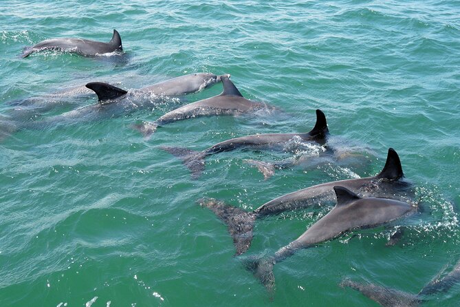Guided Dolphin Eco-Cruise in Koombana Bay - Price, value, and who should book