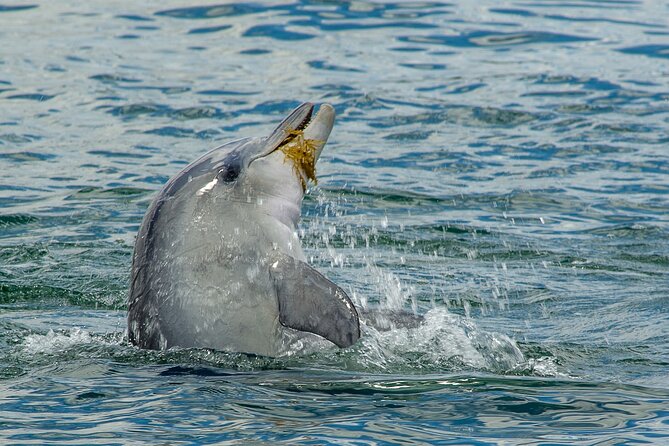 Guided Dolphin Eco-Cruise in Koombana Bay - Timing, meeting point, and seasonal planning