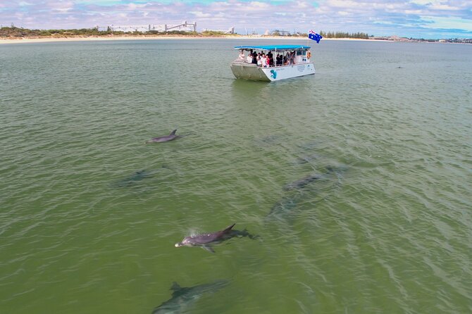 Guided Dolphin Eco-Cruise in Koombana Bay - What the 60 to 90 minute cruise is like