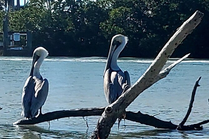 Guided Dolphin Eco Tour by Kayak & SUP - Fort Myers Beach, FL - Wildlife watching without a guarantee