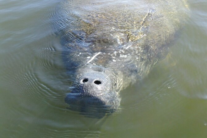 Guided Dolphin Eco Tour by Kayak & SUP - Fort Myers Beach, FL - What $50 buys you