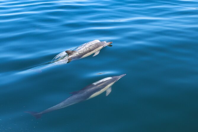 Guided Dolphin Watching in the Arrábida Natural Park - Key points to know before you book